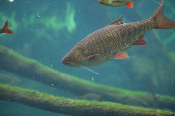 Fish Swimming Gracefully Underwater