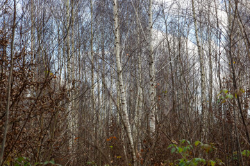 ​A dense forest landscape shows numerous vertical birch trunks and thin leafless branches, creating an intricate pattern.