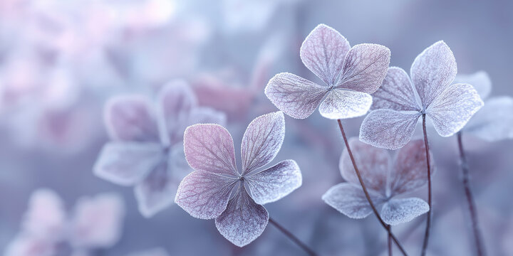 Winter nature background with delicate winter florals and frosted petals, pastel-toned clarity, minimalistic layout, soft romantic coolness
