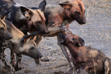 a pack of african wild dogs in Botswana