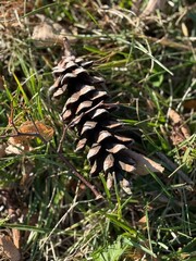 pine cone