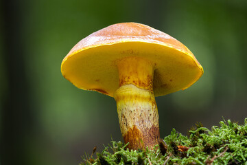 Tamarack jack mushroom close up