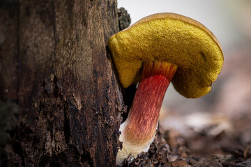 Suede bolete mushroom close up