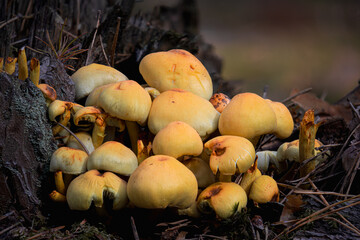 Clustered woodlover mushroom close up