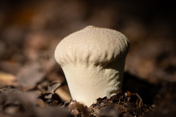 Puffball mushroom close up