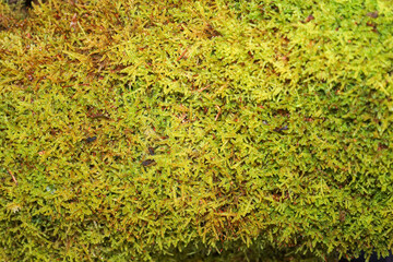 ​A detailed macro shot fully demonstrates a dense, bright green carpet of moss with shades of yellow and brown covering a surface.