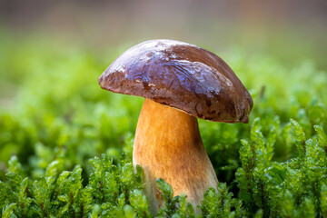 Bbay bolete mushroom close up