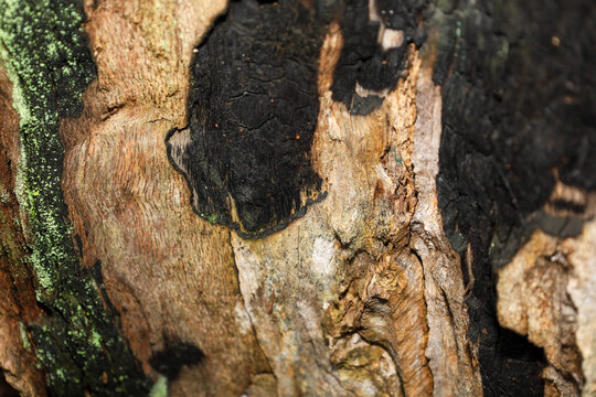 A close-up shot demonstrates the texture of old tree bark, combining weathered brown areas, black charred zones, and patches of bright green moss.
