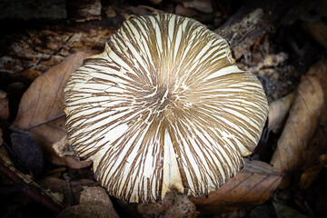 Cracked roof fungus close up