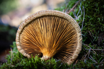 Forrest mushroom grill close up