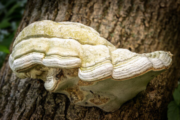 Hoof fungus (Fomes fomentarius)