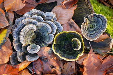 Turkey Tail Mushroom close up