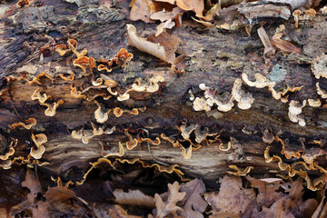 ​A detailed image shows small, thin bracket fungi growing in rows on the surface of an old, dead tree trunk lying on the ground.