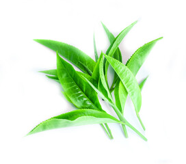 green tea leaf isolated on white background.