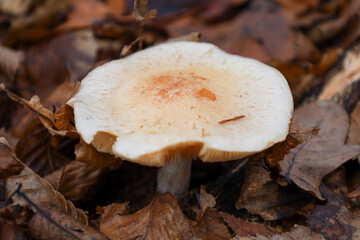 A close-up shot of a mushroom with a white and orange cap growing among a thick layer of fallen brown autumn leaves on the ground. The image highlights the textures of nature and the details of a fore