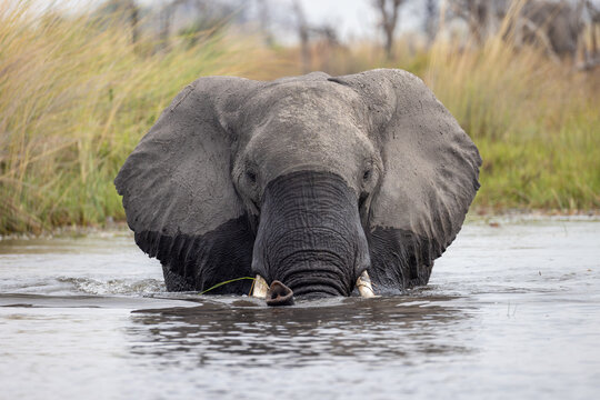 african elephant in the water of Okavango delta, Botswana