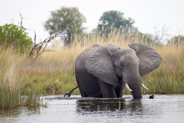 Obraz premium african elephant in the water of Okavango delta, Botswana