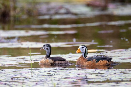 female and male african pygmy goose