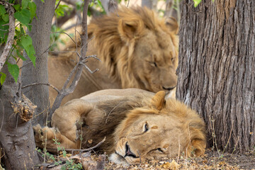 two young male lions relax in the bush