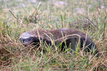 honeybadger in the grass