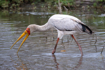 yellow-billed stork wades in a lake and looking for prey