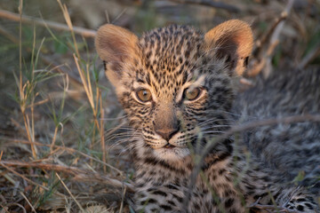 cute leopard cub in the bush of Khwai, Botswana
