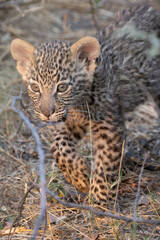 cute leopard cub in the bush of Khwai, Botswana