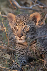 cute leopard cub in the bush of Khwai, Botswana