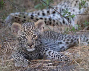 cute leopard cub in the bush of Khwai, Botswana