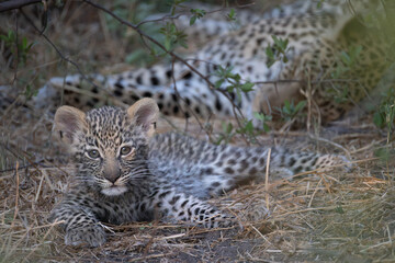 cute leopard cub in the bush of Khwai, Botswana