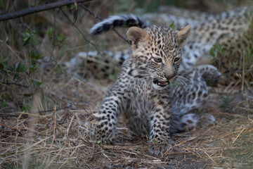 Fototapeta premium cute leopard cub in the bush of Khwai, Botswana
