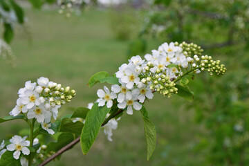 White Blossoms on a Branch in Spring