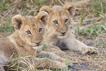 two cute lion cubs in the bush of Botswana