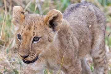 cute wild lion cub