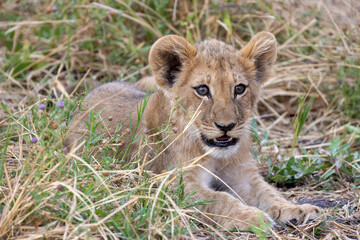 cute wild lion cub
