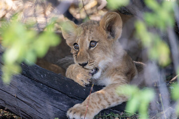 cute wild lion cub