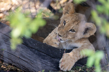 cute wild lion cub