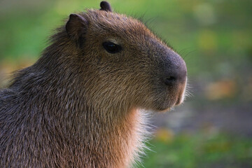 Close-Up Portrait of a Capybara