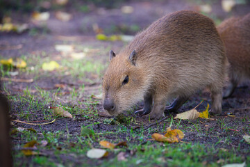 Baby Capybara Playing on the Grass