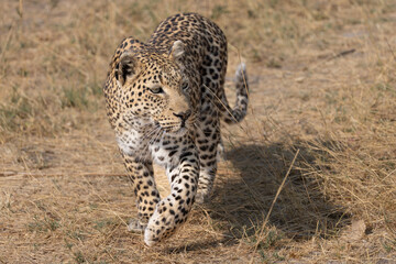 leopard on hunt in the savannah of Botswana
