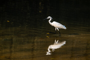 A Little Egret walking in shallow water with a clear reflection.