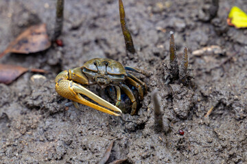Fiddler crabs interacting on muddy ground, showing the male’s large colorful claw.