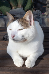 A white and brown cat resting on a wooden bench outdoors in bright sunlight. The cat is calmly looking to the side, surrounded by stone walls and cactus plants. Peaceful outdoor scene with a relaxed d