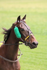 Obraz premium cheval trotteur