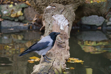 Grey Crow Standing on a Log