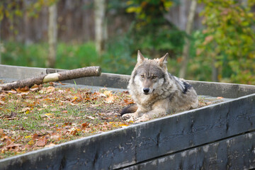 Carpathian Wolf Relaxing in Nature