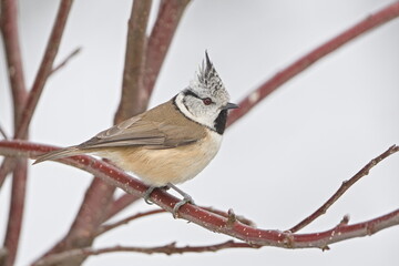 Crested Tit (Lophophanes cristatus) — adult perched on a bare winter twig, showing raised crest and characteristic facial markings; a common species in the Czech Republic	