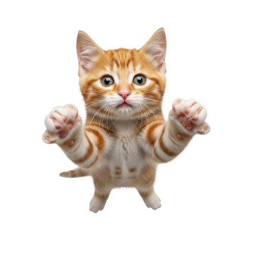 An adorable, hyper-detailed, fluffy, 8-week-old ginger tabby kitten with vibrant green eyes leaping toward the camera on a transparent background. Concept of playful pet antics