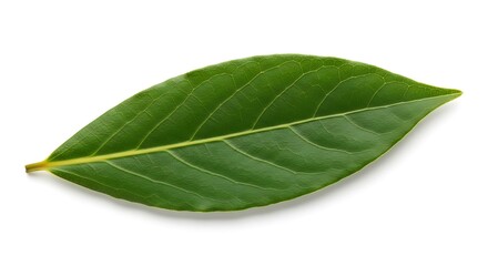 Obraz premium Single Green Leaf with Detailed Veins on White Background 1.