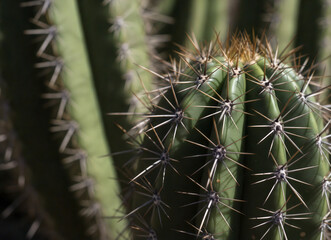 Green cactus with sharp spines in natural sunlight